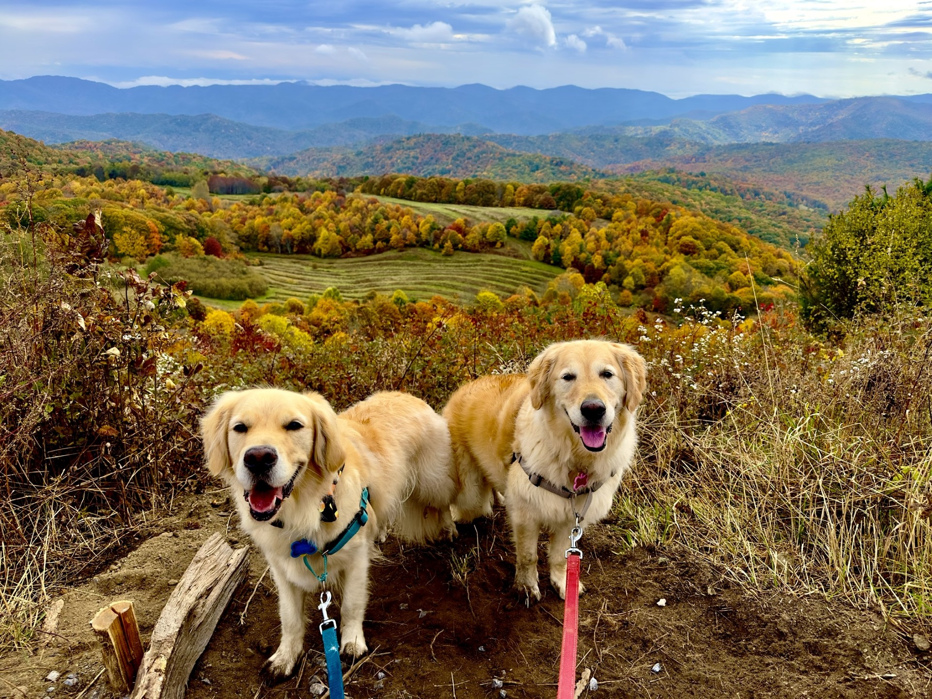 Max Patch Loop