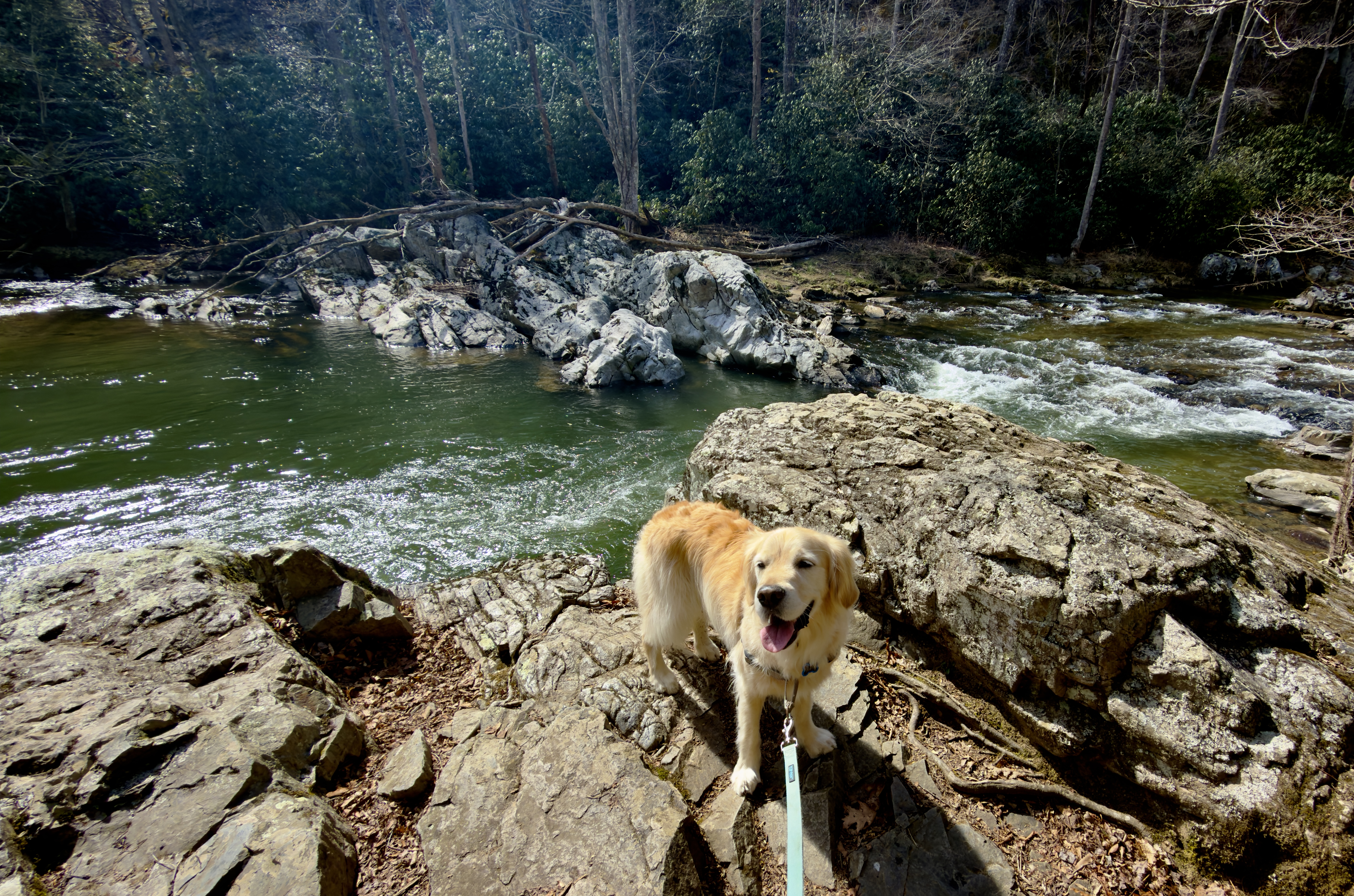 Laurel River Trail
