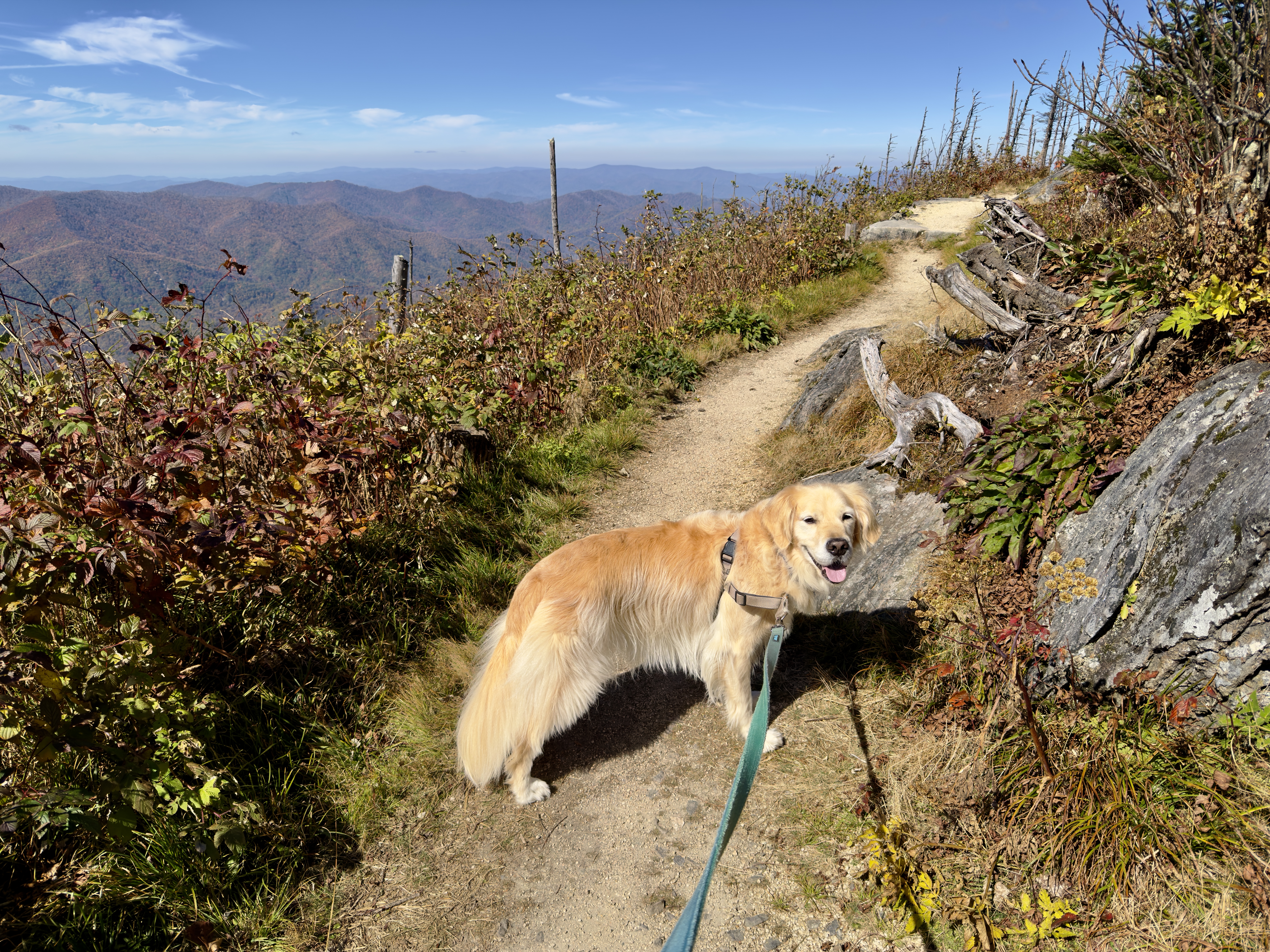 Mount Mitchell Summit Trail